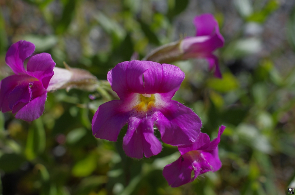 Mimulus lewisii_1.JPG - Mimulus lewisii